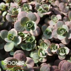 SUNSPARKLER® CHERRY TART SEDUM -Deals Tend Twig Store DETA2 3014