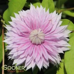 JOSEPHINE™ CLEMATIS -Deals Tend Twig Store DETA2 3028