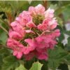 RUBY SLIPPERS DWARF OAKLEAF HYDRANGEA
