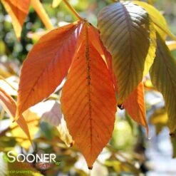 AUTUMN SPLENDOR BUCKEYE -Deals Tend Twig Store DETA2 3056