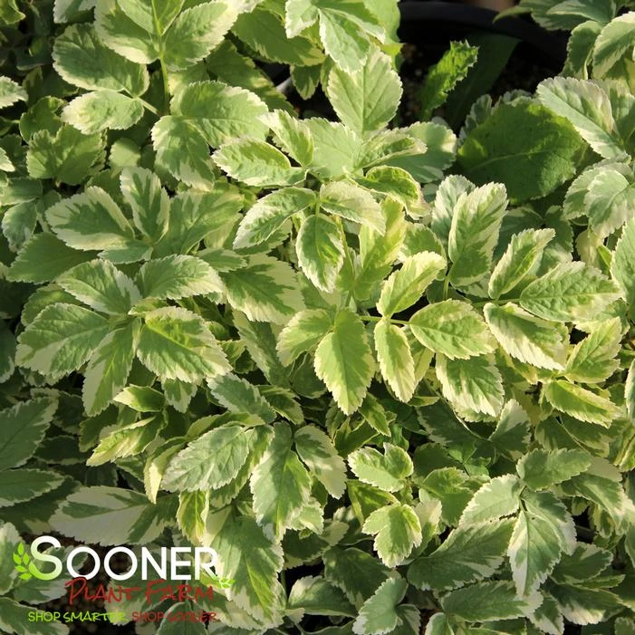 BISHOP'S WEED 1 BISHOP'S WEED