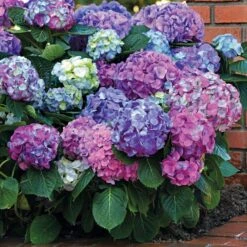 L.A. DREAMIN'® HYDRANGEA
