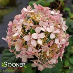 INVINCIBELLE® SPIRIT II HYDRANGEA -Deals Tend Twig Store DETA2 3187