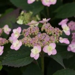 TINY TUFF STUFFâ„¢ HYDRANGEA
