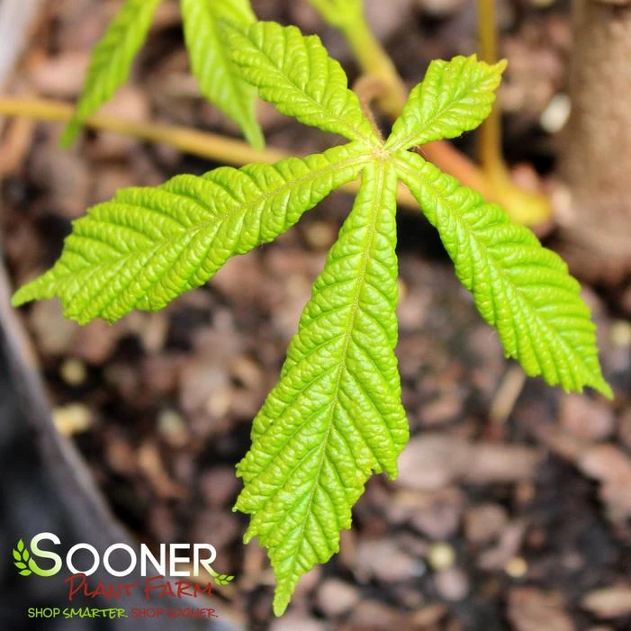 BRIOTII RED HORSE CHESTNUT 1 BRIOTII RED HORSE CHESTNUT