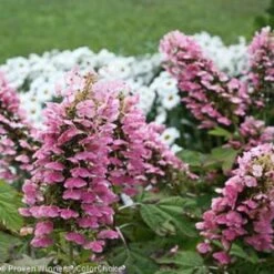 GATSBY PINK® OAKLEAF HYDRANGEA 7 GATSBY PINK® OAKLEAF HYDRANGEA -Deals Tend Twig Store DETA2 3435