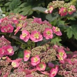 TUFF STUFF™ RED HYDRANGEA -Deals Tend Twig Store DETA2 3436