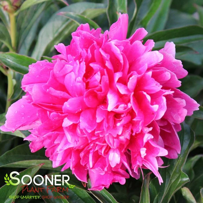 FELIX SUPREME GARDEN PEONY 2 FELIX SUPREME GARDEN PEONY - Image 2