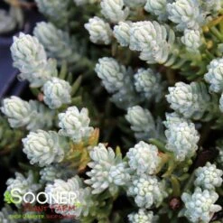 BLUE SPRUCE SEDUM -Deals Tend Twig Store DETA2 347