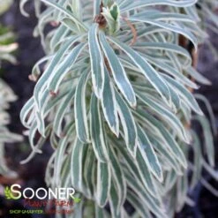 TASMANIAN TIGER EUPHORBIA -Deals Tend Twig Store DETA2 356