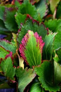 NOVA™ FLAME MUKGENIA 5 NOVA™ FLAME MUKGENIA -Deals Tend Twig Store DETA2 3592