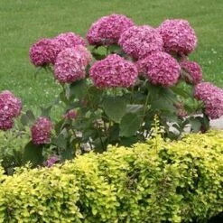 INVINCIBELLE® MINI MAUVETTE HYDRANGEA -Deals Tend Twig Store DETA2 3610