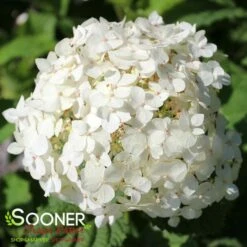 INVINCIBELLE® WEE WHITE HYDRANGEA -Deals Tend Twig Store DETA2 3611