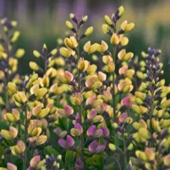 DECADENCE® DELUXE PINK LEMONADE FALSE INDIGO -Deals Tend Twig Store DETA2 3630