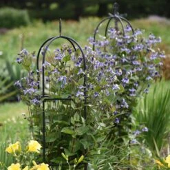 STAND BY ME BUSH CLEMATIS -Deals Tend Twig Store DETA2 3631