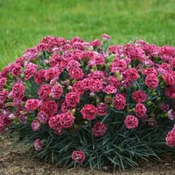 FRUIT PUNCH® CHERRY VANILLA DIANTHUS -Deals Tend Twig Store DETA2 3632