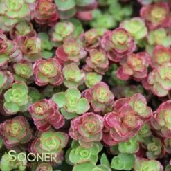 RED CARPET SEDUM -Deals Tend Twig Store DETA2 372