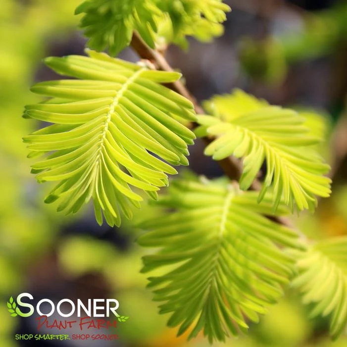 GOLD RUSH DAWN REDWOOD 2 GOLD RUSH DAWN REDWOOD - Image 2