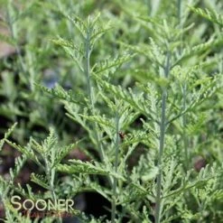 BLUE JEAN BABY RUSSIAN SAGE 6 BLUE JEAN BABY RUSSIAN SAGE -Deals Tend Twig Store DETA2 3788