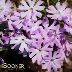 BEDAZZLED LAVENDER PHLOX -Deals Tend Twig Store DETA2 3969