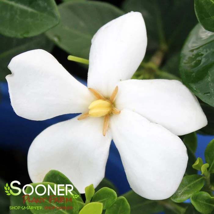 DAISY DUKE™ GARDENIA 1 DAISY DUKE™ GARDENIA