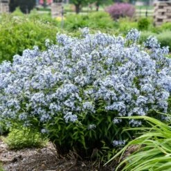 STORM CLOUD BLUE STAR -Deals Tend Twig Store DETA2 4095