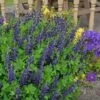 DECADENCE® SPARKLING SAPPHIRES FALSE INDIGO