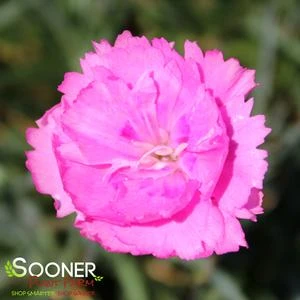 FRUIT PUNCH® SWEETIE PIE DIANTHUS 3 FRUIT PUNCH® SWEETIE PIE DIANTHUS - Image 3