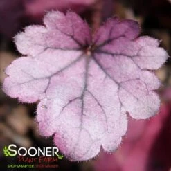 DOLCE® SILVER GUMDROP CORAL BELLS -Deals Tend Twig Store DETA2 4121