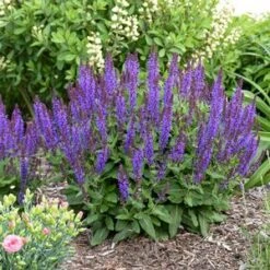 VIOLET PROFUSION MEADOW SAGE 5 VIOLET PROFUSION MEADOW SAGE -Deals Tend Twig Store DETA2 4166