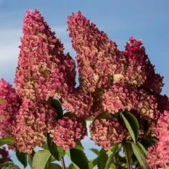 BERRY WHITE® HYDRANGEA -Deals Tend Twig Store DETA2 4189