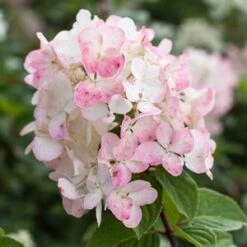 DIAMOND ROUGE® HYDRANGEA -Deals Tend Twig Store DETA2 4190
