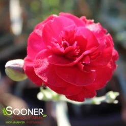 SCENT FIRST® PASSION DIANTHUS -Deals Tend Twig Store DETA2 4295