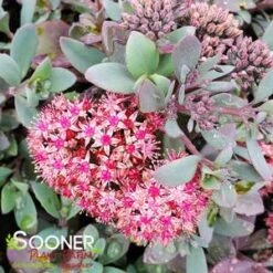 SUNSPARKLER® PLUM DAZZLED SEDUM 4 SUNSPARKLER® PLUM DAZZLED SEDUM -Deals Tend Twig Store DETA2 4348
