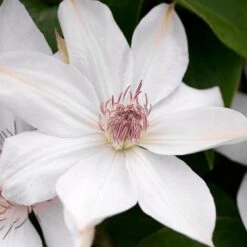 HENRYI CLEMATIS -Deals Tend Twig Store DETA2 4374