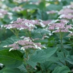 INVINCIBELLE® LACE HYDRANGEA -Deals Tend Twig Store DETA2 4443