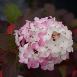 FIRE LIGHT TIDBIT® HYDRANGEA 5 FIRE LIGHT TIDBIT® HYDRANGEA -Deals Tend Twig Store DETA2 4446