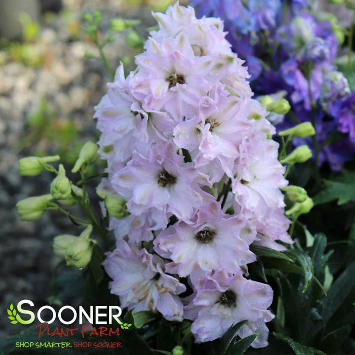 NEW MILLENNIUM™ MINI STARS DELPHINIUM 1 NEW MILLENNIUM™ MINI STARS DELPHINIUM