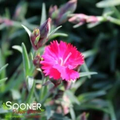 PAINT THE TOWN RED DIANTHUS -Deals Tend Twig Store DETA2 4548
