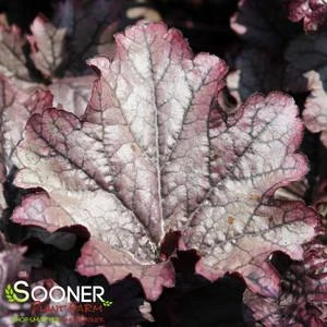 GRAPE TIMELESS CORAL BELLS 1 GRAPE TIMELESS CORAL BELLS