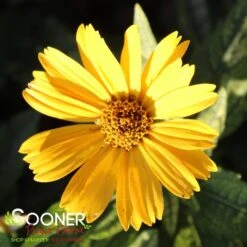 SUNSTRUCK FALSE SUNFLOWER -Deals Tend Twig Store DETA2 4601