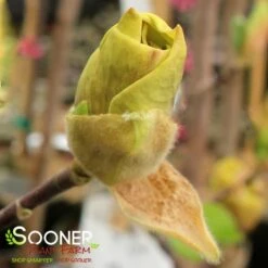 JUDY ZUK MAGNOLIA -Deals Tend Twig Store DETA2 4696