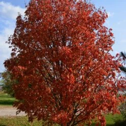 LAVABURST® OHIO BUCKEYE -Deals Tend Twig Store DETA2 4788
