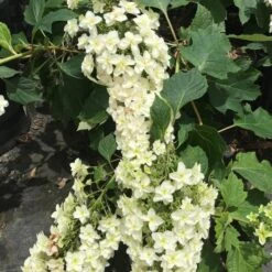 SNOWCICLE OAKLEAF HYDRANGEA