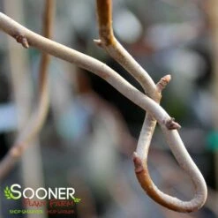 ZYDECO TWIST BLACKGUM -Deals Tend Twig Store DETA2 4799