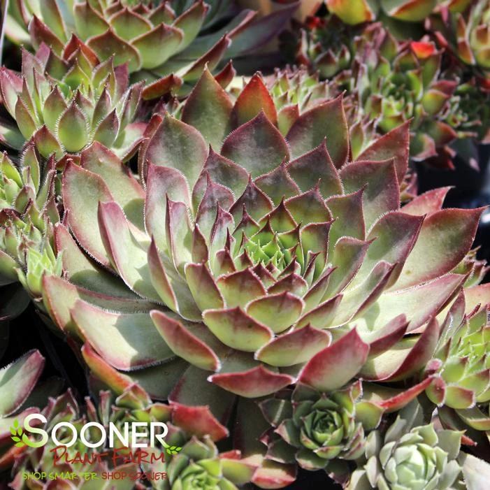 CHICK CHARMS® BUTTERSCOTCH BABY™ HENS & CHICKS 1 CHICK CHARMS® BUTTERSCOTCH BABY™ HENS & CHICKS