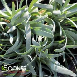 MEDUSA ORNAMENTAL ONION