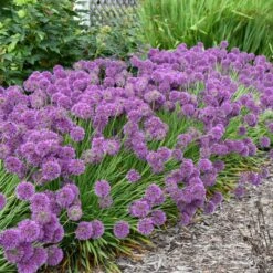 LAVENDER BUBBLES ORNAMENTAL ONION