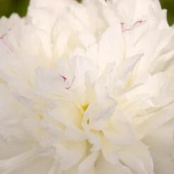 EVENING STAR GARDEN PEONY