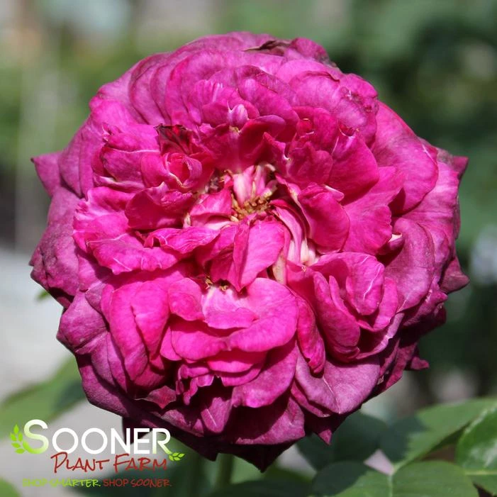 TWILIGHT ZONE GRANDIFLORA ROSE 2 TWILIGHT ZONE GRANDIFLORA ROSE - Image 2